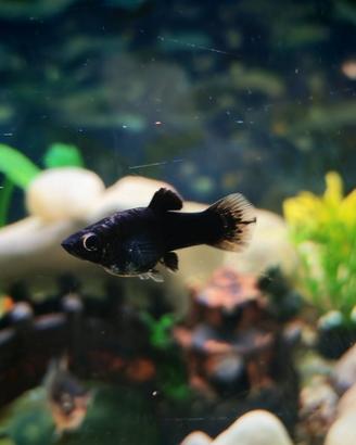 Black Molly