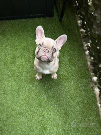 Thor 6 mesi cucciolo di Bulldog Francese ROMA