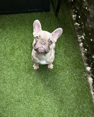 Thor 6 mesi cucciolo di Bulldog Francese ROMA
