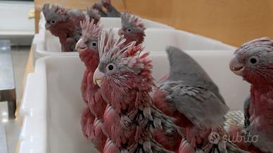 Cacatua Roseicapilla (Cacatua Rosa)