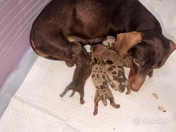 Cuccioli Bassotto
