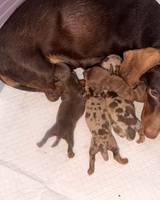 Cuccioli Bassotto