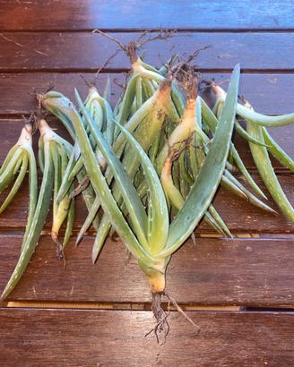Pianta Aloe Vera