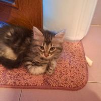 Cuccioli di gatto carinissimi