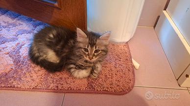 Cuccioli di gatto carinissimi