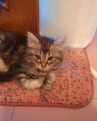 Cuccioli di gatto carinissimi