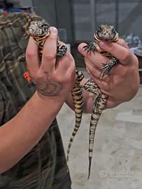 Tegu argentino