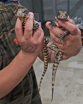 Tegu argentino