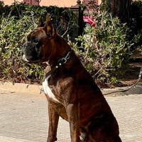 Boxer maschio