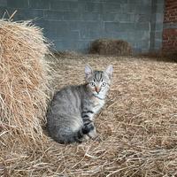 Cucciolo di gatto