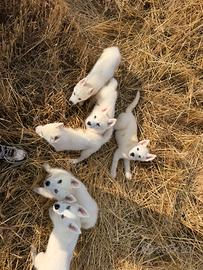 Siberian Husky con pedigree enci