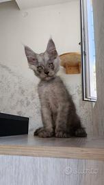 Cucciolo Maine Coon Black Smoke maschio