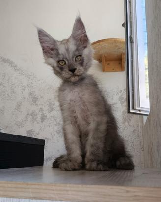 Cucciolo Maine Coon Black Smoke maschio