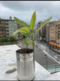 Pianta avocado