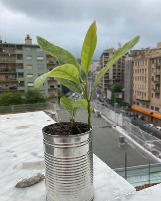 Pianta avocado