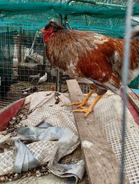 Gallo OLIVEGGER