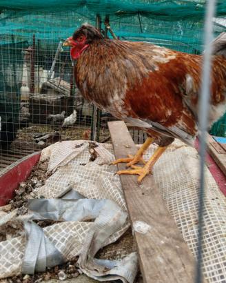Gallo OLIVEGGER