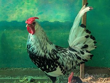 Gallo Amburgo