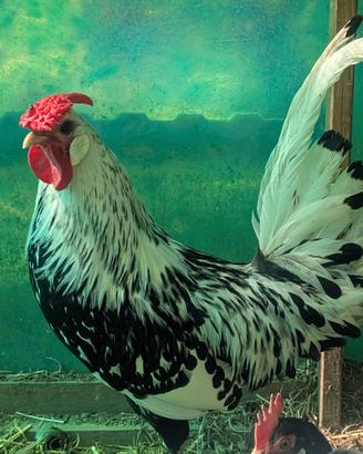 Gallo Amburgo