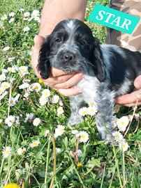 Cuccioli di Coker Spaniel Inglese