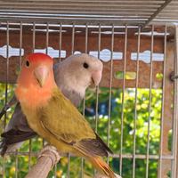 Pappagalli, inseparabili, roseicollis, gabbie