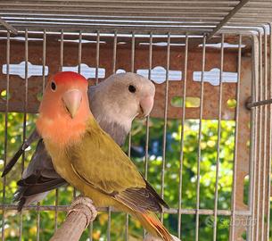 Pappagalli, inseparabili, roseicollis, gabbie