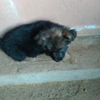 Femmina pastore tedesco