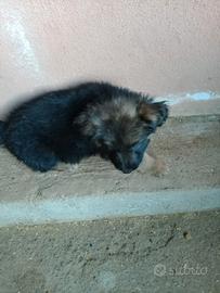 Femmina pastore tedesco