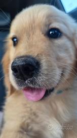 Ultima cucciola di golden retriever linea inglese