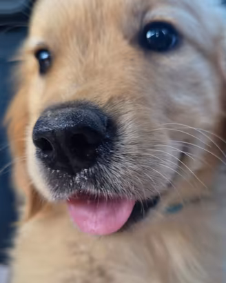 Ultima cucciola di golden retriever linea inglese