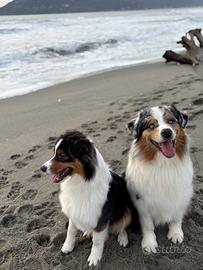 Australian Shepherd
