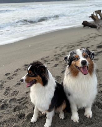 Australian Shepherd