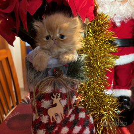 Gattino persiano ipertipico