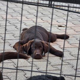 Cuccioli di Labrador Retriever