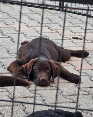 Cuccioli di Labrador Retriever
