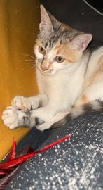 Una casetta per Zuccherina