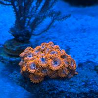 Colonia ZOANTHUS ARANCIONE FLUO - Oltre 30 polipi