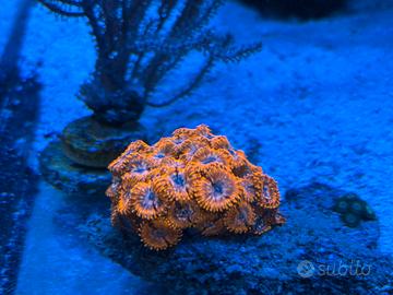 Colonia ZOANTHUS ARANCIONE FLUO - Oltre 10 polipi