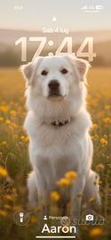 Incrocio maremmano/golden 2 anni maschio