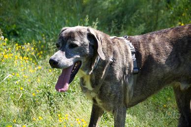 Adotta e se non puoi condividi