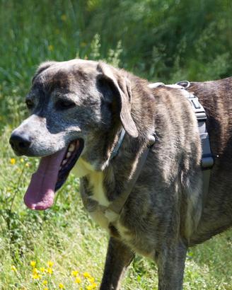 Adotta e se non puoi condividi