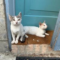 Due gattini di 4 mesi