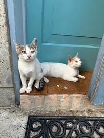 Due gattini di 4 mesi