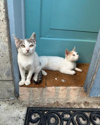 Due gattini di 4 mesi