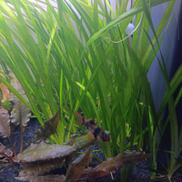 Piante acquario Vallisneria