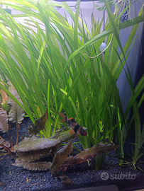 Piante acquario Vallisneria