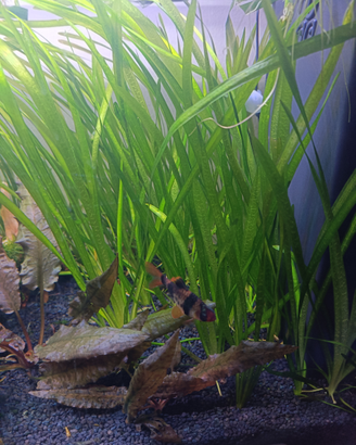 Piante acquario Vallisneria
