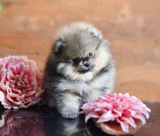 Spitz Di Pomerania
