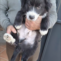Cucciolo Border collie