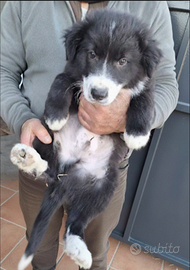 Cucciolo Border collie